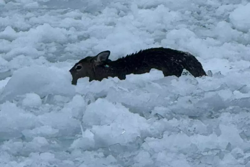 Deer Rescued After Falling Through Ice in Tiny Township, Ontario