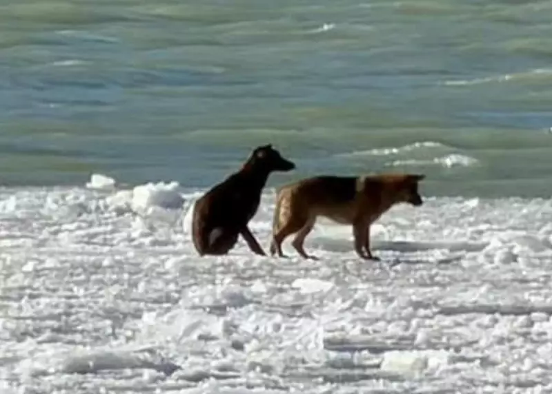 Dramatic Rescue: Dogs Saved from Ice Patch on Detroit River Near Windsor