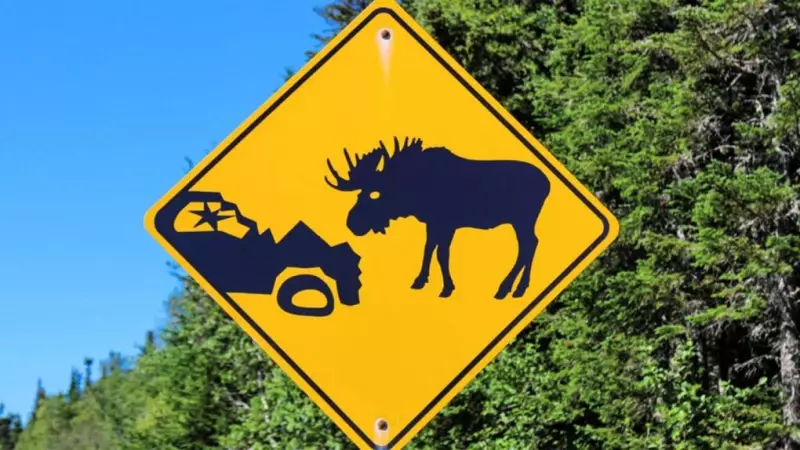 Driver Hospitalized After Collision with Moose on Sudbury Highway