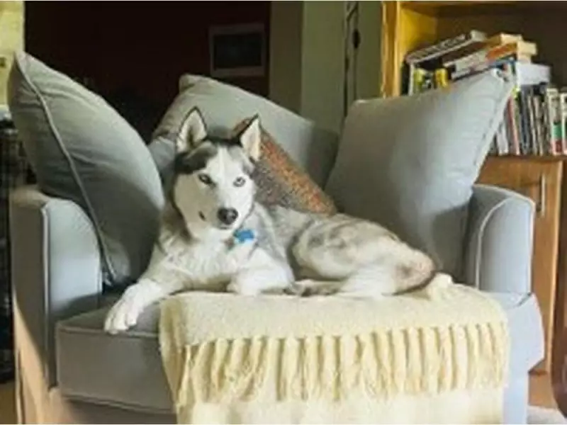 East Kootenay Couple's Siberian Husky Strangled in Legal Trap on Crown Land