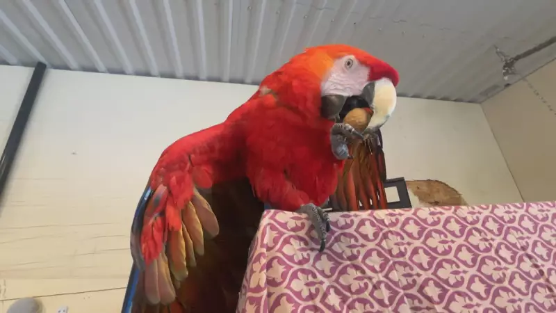 Eastern Ontario Parrot Rescue Launches Pilot Project Amid Growing Crisis