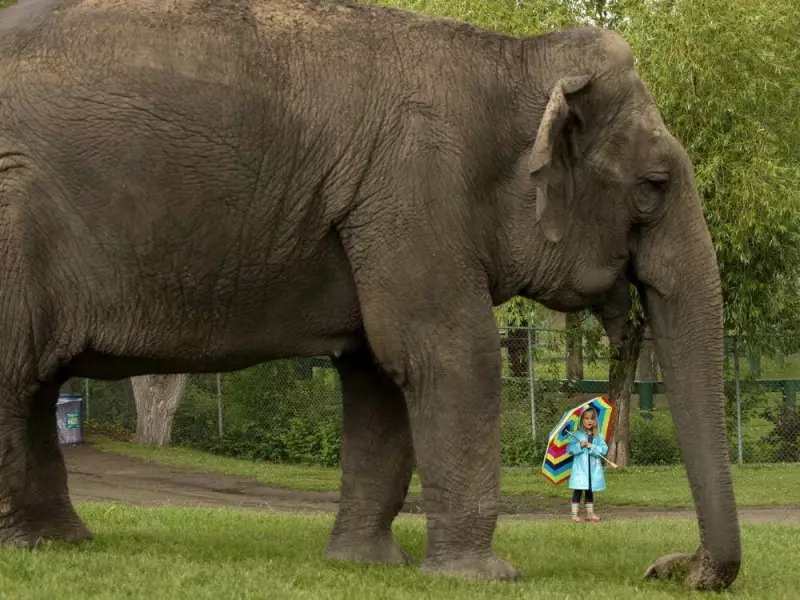 Edmonton's Lucy the Elephant, 50, Gets Clean Bill of Health in 2025 Checkup