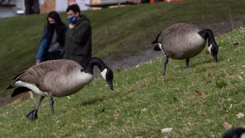 Effective Strategies to Deter Canada Geese from Nesting on Your Property