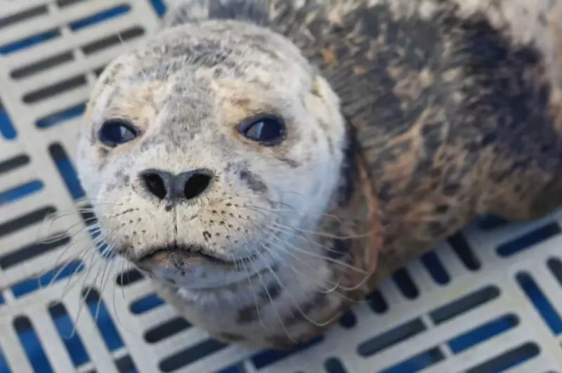 Emaciated Seal Pup Rescued in Critical Condition from West Vancouver Waters