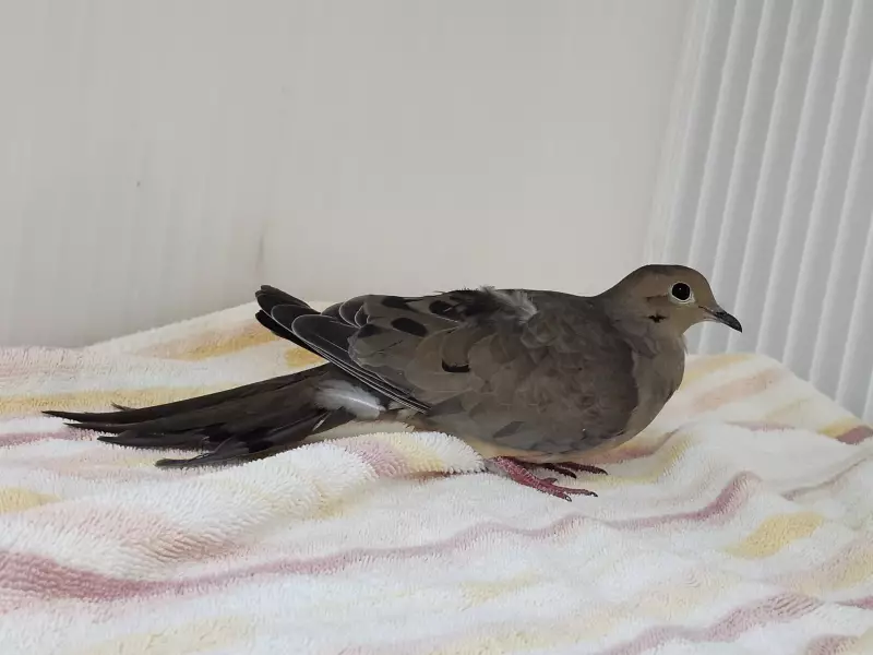 Erie Wildlife Rescue Begins 2026 Intake Season in Tecumseh