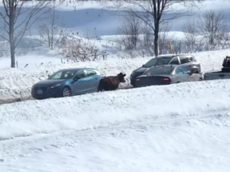 Escaped Cow Causes Traffic Chaos Near Orillia Costco, OPP Responds