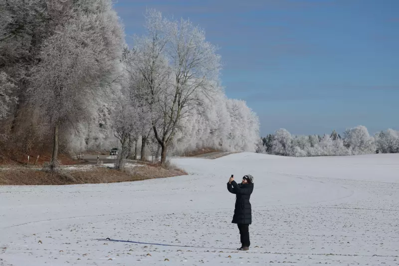 Exploding Trees: The Winter Phenomenon Explained and Its Surprising Science
