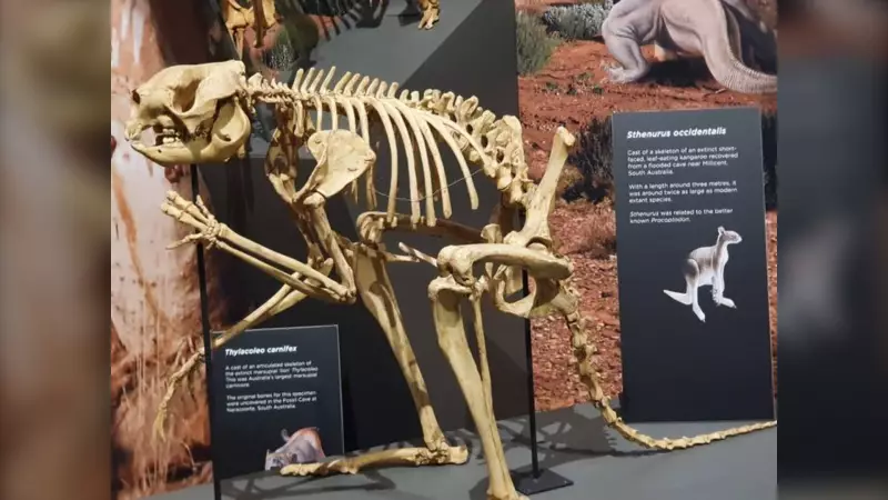 Fossil Discovery Overturns Theory: Giant Kangaroos Could Hop, Study Reveals