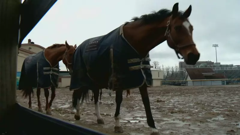Halifax Lancers Mark 90 Years of Equestrian Excellence and Therapy
