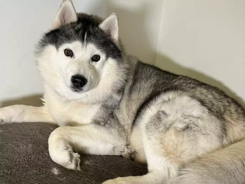 Husky Rescued from Icy Windsor River in Harrowing Ordeal