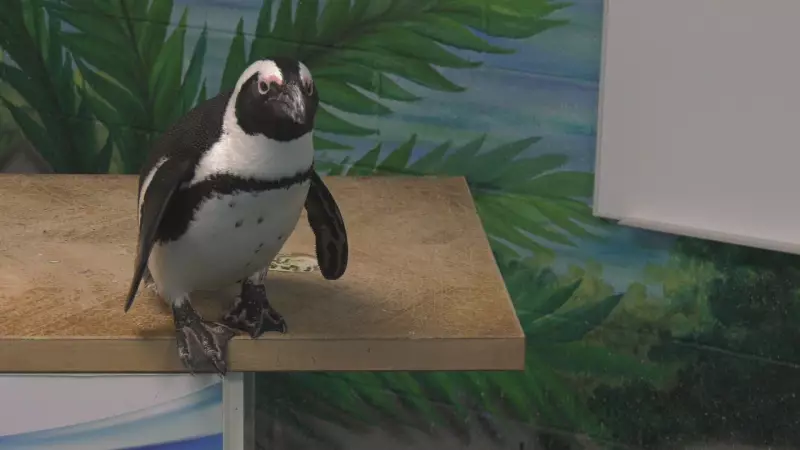 Is Waddling Like a Penguin Wise? Edmonton Trainer Explains