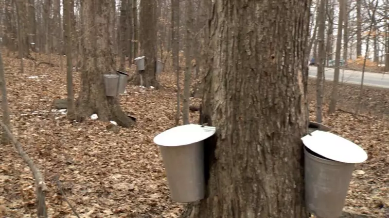 January Thaw Brings Early Sap Flow, Boon for Ontario Maple Syrup Producers