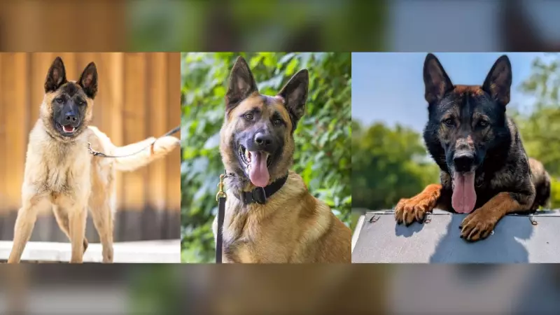 London Police Service Welcomes Three New K9 Officers in 2026
