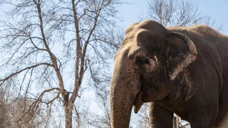 Lucy the Elephant Should Remain at Edmonton Valley Zoo, Experts Recommend