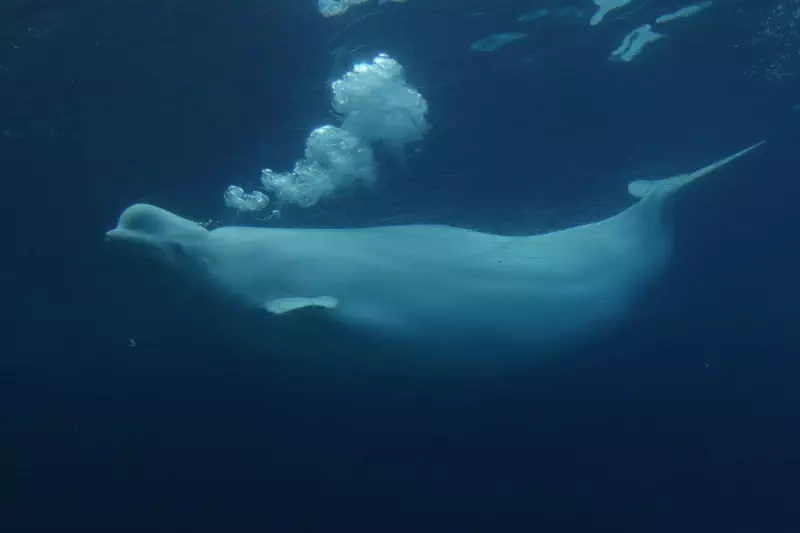 Marineland Granted Conditional Approval to Export Remaining Beluga Whales