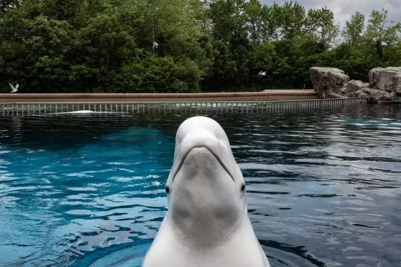 Marineland Seeks Permits to Relocate Remaining Beluga Whales to U.S. Facilities