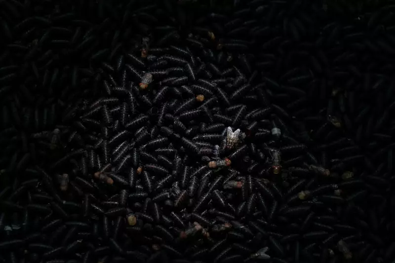 Mexico Reports Second Screwworm Case in 48 Hours, Raising Biosecurity Alerts