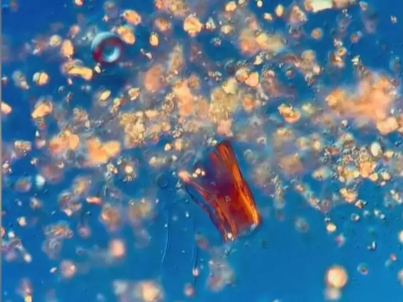 Montreal Artist Chloe Savard Explores Microscopic Universe in Everyday Objects