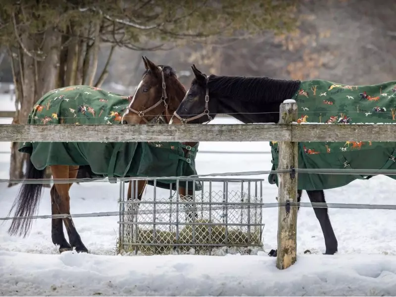 Montreal Braces for Arctic Blast: Snow Squall Watch Issued as Temperatures Plummet