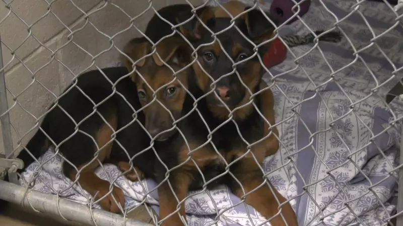 Moose Jaw Humane Society Launches Community Campaign for New Shelter Facility