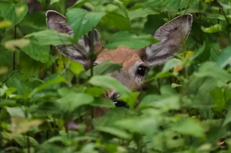 Multiple Deer Shot with Arrows on Vancouver Island Sparks Investigation