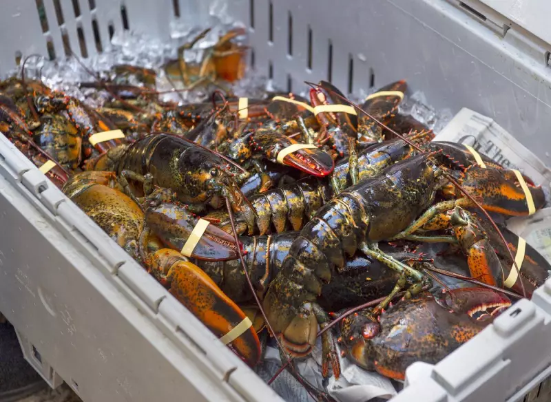 N.B. Lobster Processor Wins Appeal: $365,750 Fine and Foreign Worker Ban Overturned