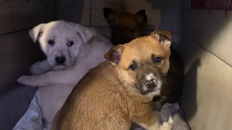 Nearly 100 Dogs and Cats Rescued from Remote Northern Ontario Communities