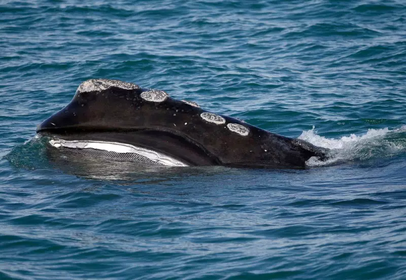 North Atlantic Right Whale Births Offer Hope, But Extinction Risk Remains High