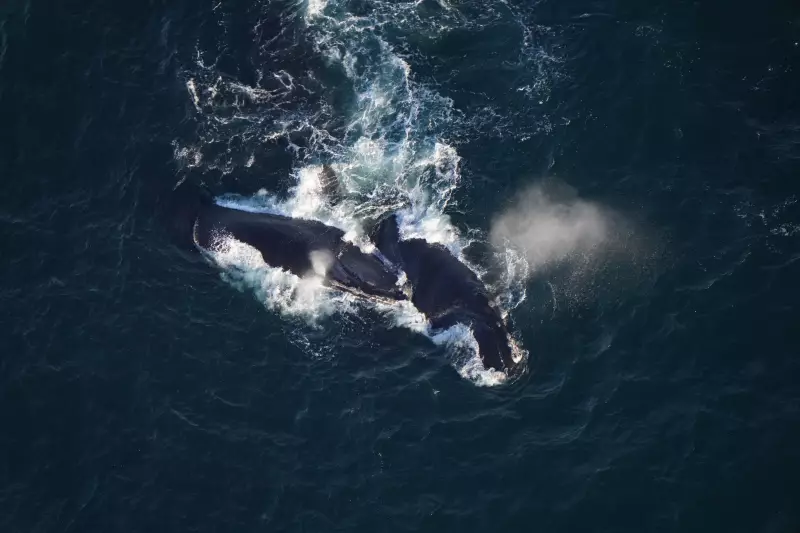 North Atlantic Right Whales Spotted in New England Waters, Offering Hope for Species