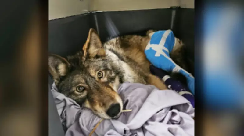 Northern Ontario Community and Rescue Team Save Wolf Struck on Highway 17