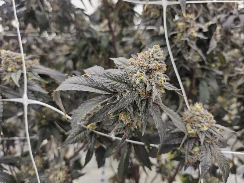 Nova Scotia Police Clarify: No Evidence Links Cannabis Stores to Human Trafficking