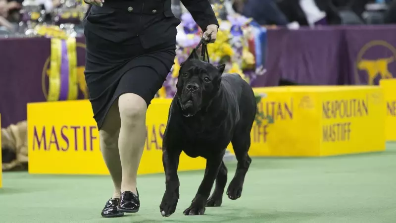 Nova Scotia Towns Struggle to Enforce Bans on 'Dangerous' Dog Breeds
