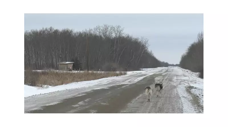 Ochapowace Nation Enacts Emergency Dog Control Bylaw After Tragic Death