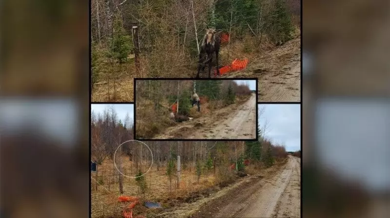 Off-Duty Officer Leads Rescue of Young Moose Trapped in Northern Ontario Fence