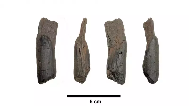 Oldest Wooden Tools Discovered in Greece Date Back 430,000 Years