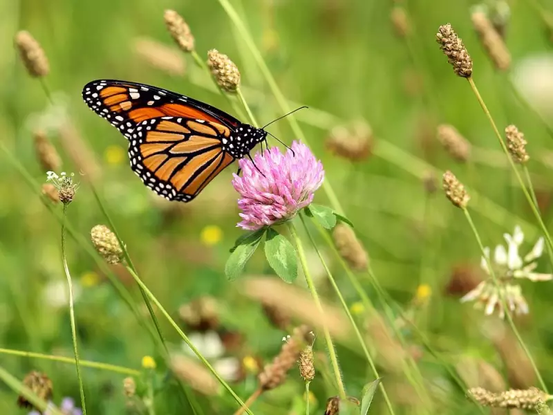 Ontario Court Rules Lawn Mowing Bylaw Violates Charter Rights
