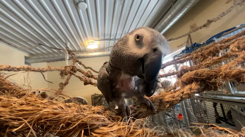 Ontario Parrot Rescue Launches Pilot Project to Meet Soaring Demand for Support