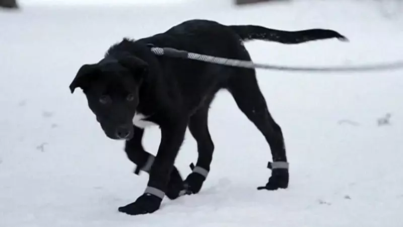 Ontario SPCA Urges Pet Owners to Take Extra Precautions During Extreme Cold