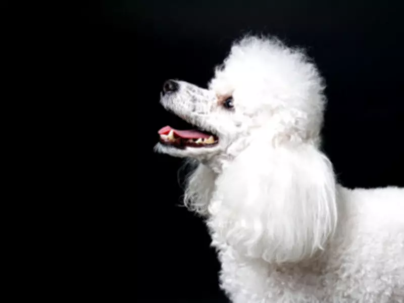 Ontario Taxpayers Foot $98K Bill After 55 Miniature Poodles Rescued from Filthy Home