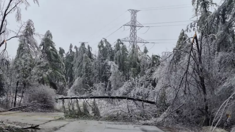 Ontario's Deep Freeze: The Science Behind 'Exploding Trees' Explained