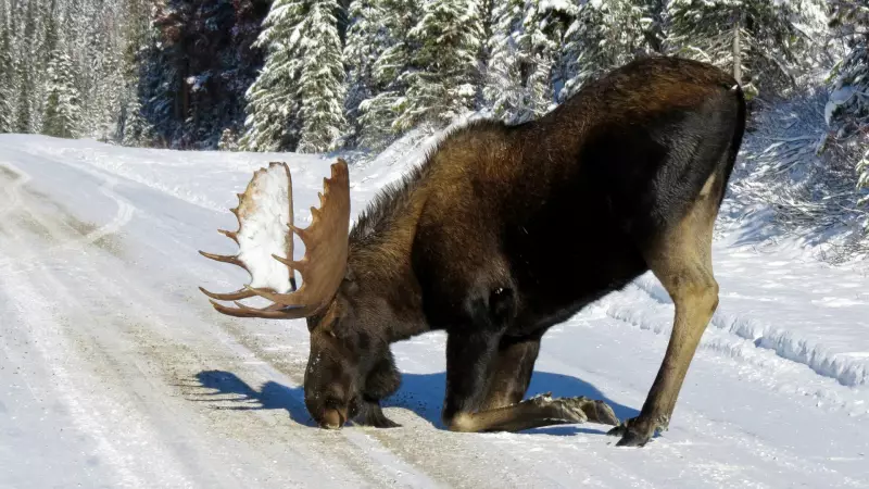 OPP Warns Northern Drivers: Moose on the Move Amid Frigid Weather