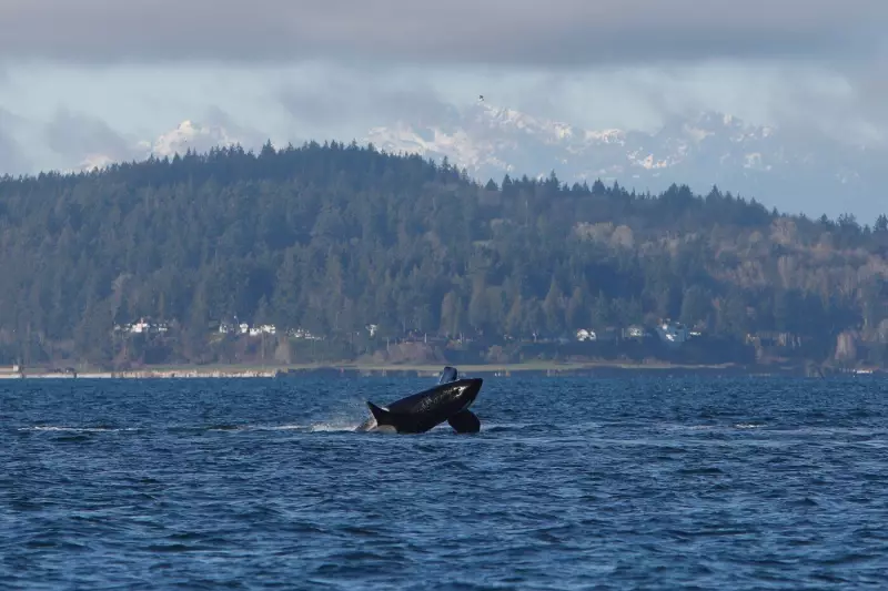 Orcas Stage Breathtaking Display for Seattle Onlookers
