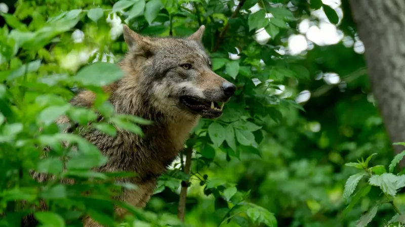 Parks Canada Closes Tunnel Mountain Area in Banff for Predator Activity
