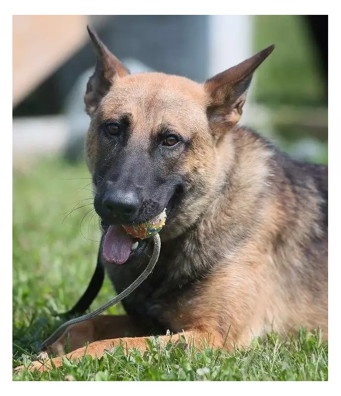 Police K-9 Link Tracks Down Suspects After Windsor Commercial Break-In