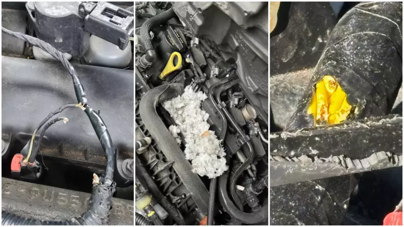 Possums Seeking Warmth in Car Engines: Windsor's Bitter Cold Creates Unusual Driving Hazards