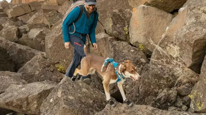 Protect Your Dog's Paws from Winter Salt: Vet-Approved Products