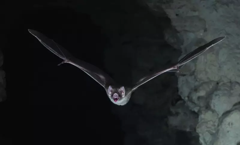 Rabid Bat Found Near Popular Orange County Hiking Trail Sparks Health Alert