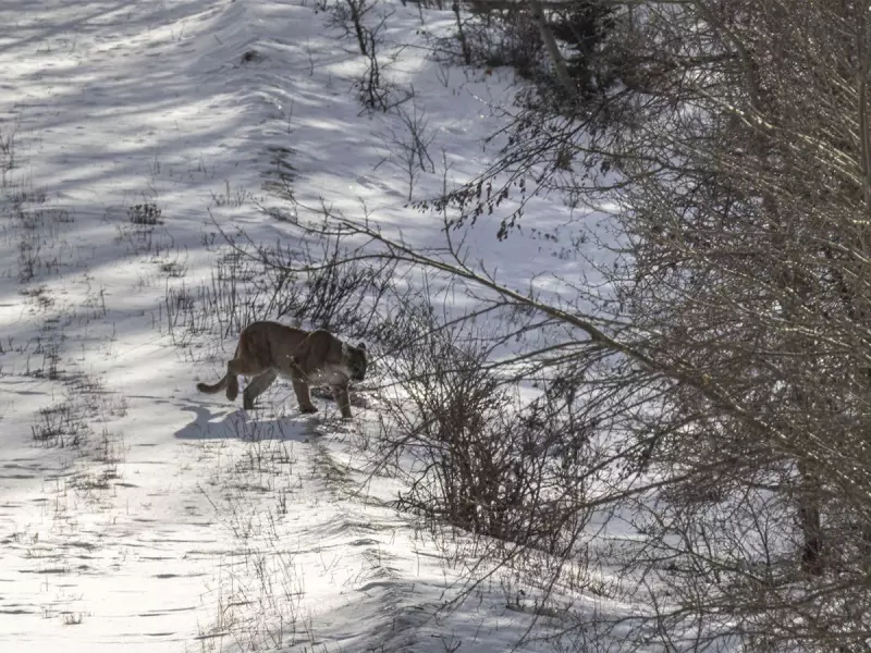 Rare Alberta Cougar Sighting and Frosty Wildlife Encounters in the Foothills