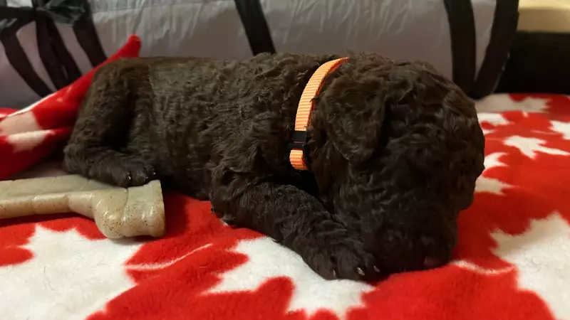 Rare Curly Coated Retriever Litter Born in New Brunswick, Breeder Welcomes 11 Puppies