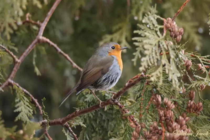 Rare European Robin Spotted in Montreal, Becomes Local Celebrity